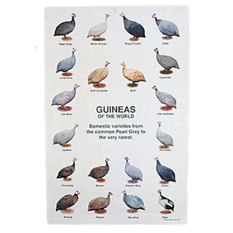 Becoming a Guinea Fowl 2025